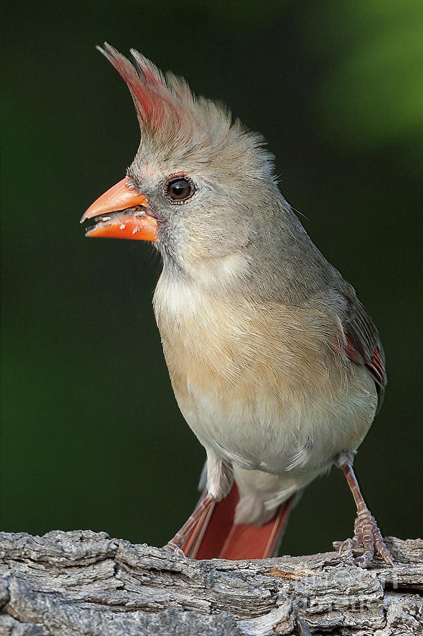 Northern Cardinal Female Photograph by Jerry Fornarotto