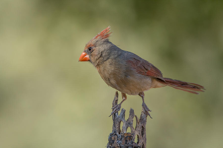 Northern Cardinal Female Photograph by Tam Ryan