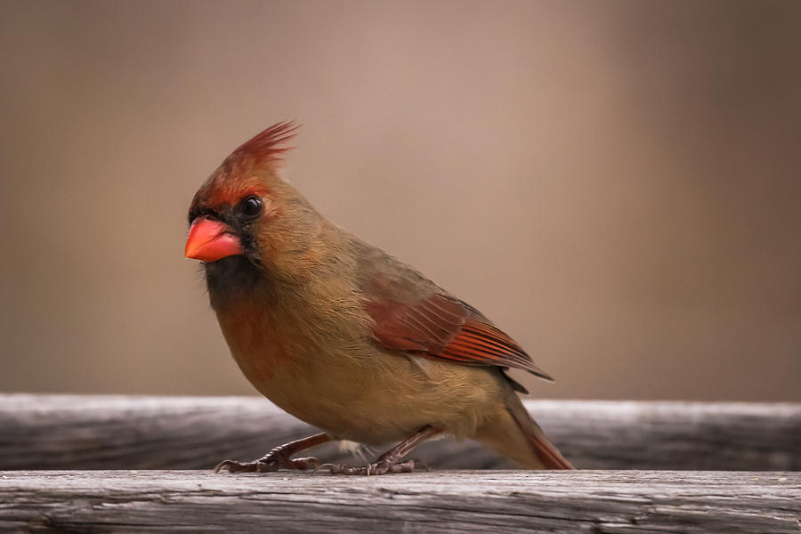 Northern Cardinal Female Winter Photograph by Terry DeLuco