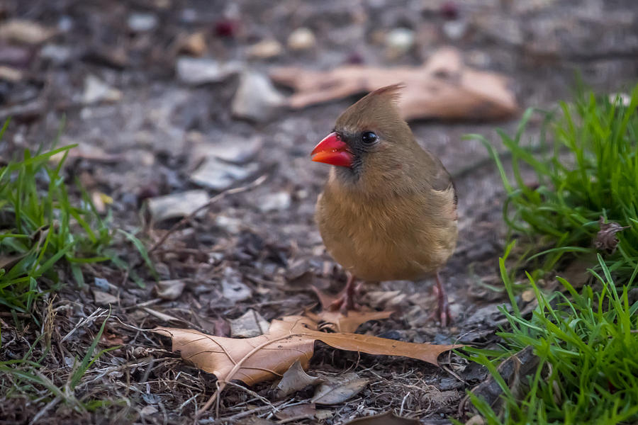 Northern Cardinal Female With Leaves Photograph by Terry DeLuco