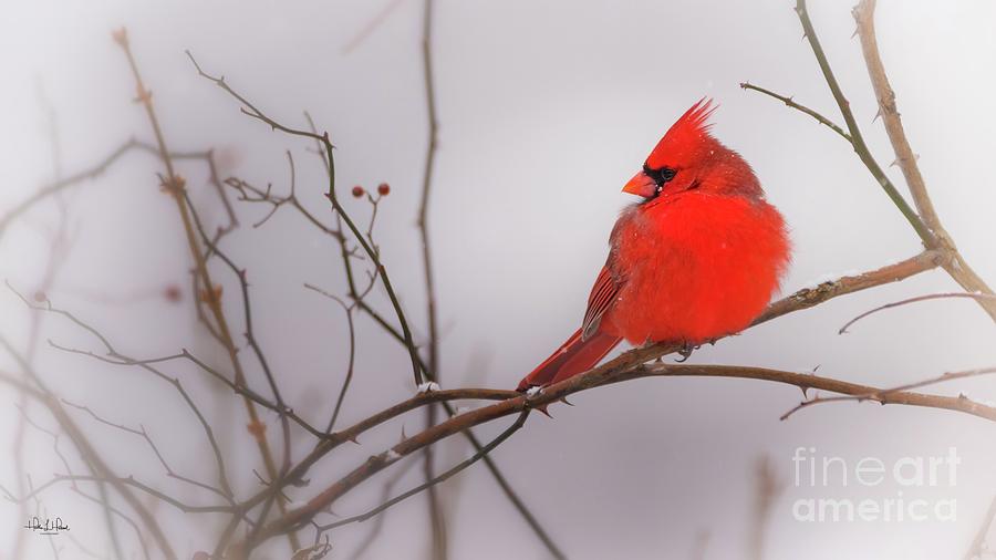 Northern Cardinal Photograph by Heather Hubbard