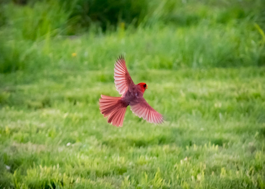 Northern Cardinal in Flight Photograph by Holden The Moment