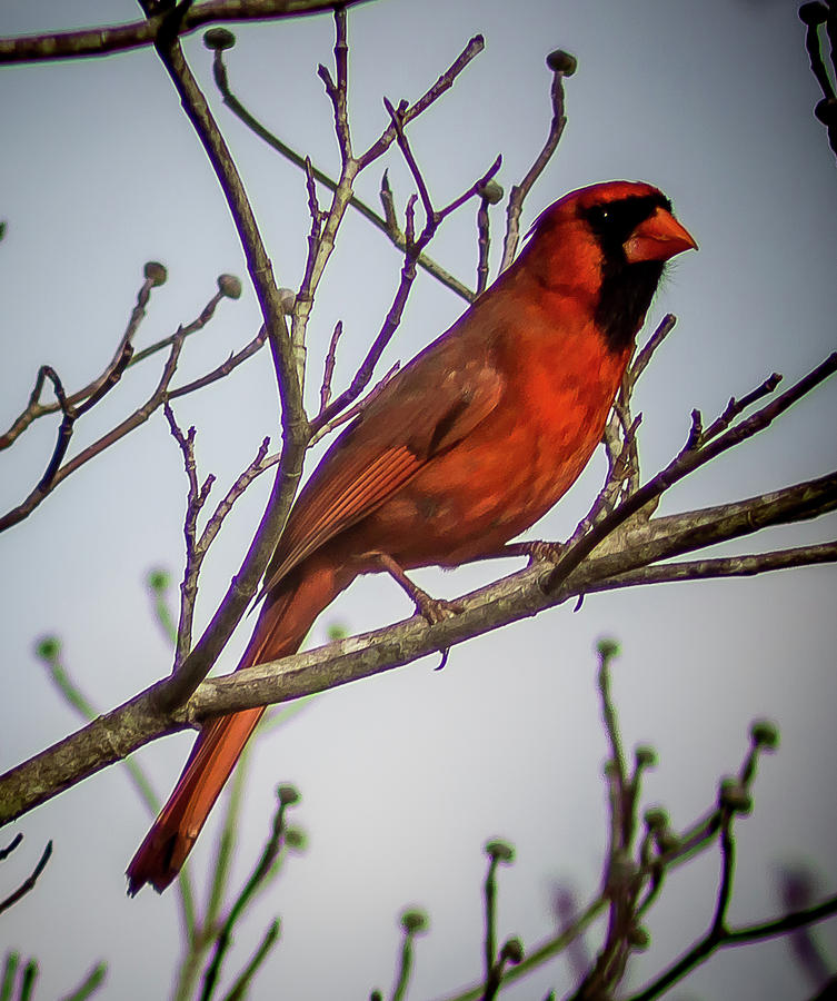 Northern Cardinal in its glory Digital Art by Ed Stines