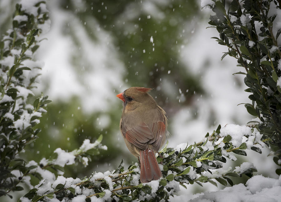 Northern Cardinal in Snow Photograph by David Kay