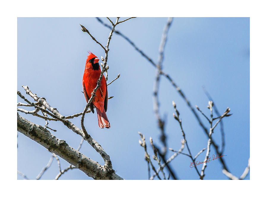 Northern Cardinal In Springtime Photograph by Ed Peterson