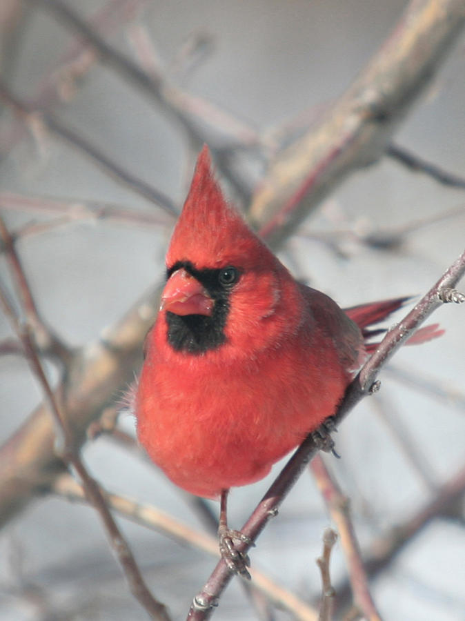 Bird Photograph - Northern Cardinal In The Apple Tree 2 by Laurie With Bird Photograph - Northern Cardinal In The Apple Tree 2 by Laurie With
