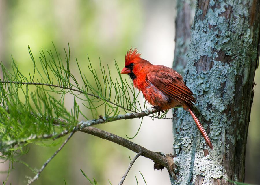 Cardinal Photograph - Northern Cardinal in the cypress swamp 2 by Royal Tyler