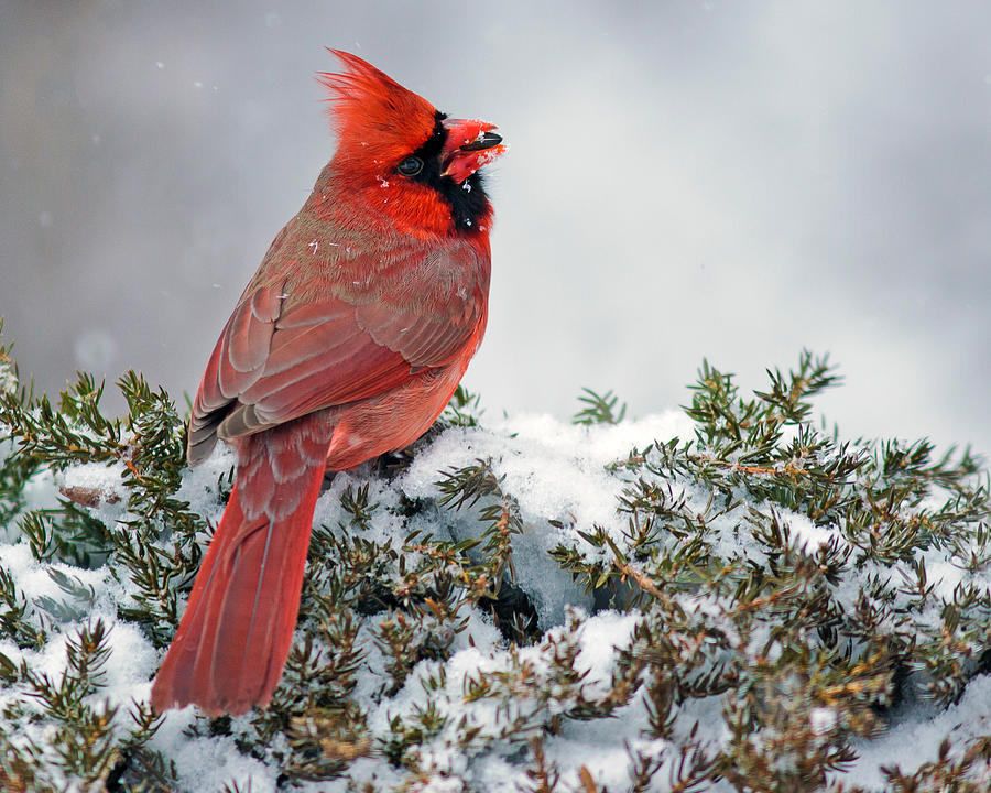 Northern Cardinal in the snow. Photograph by John Rowe