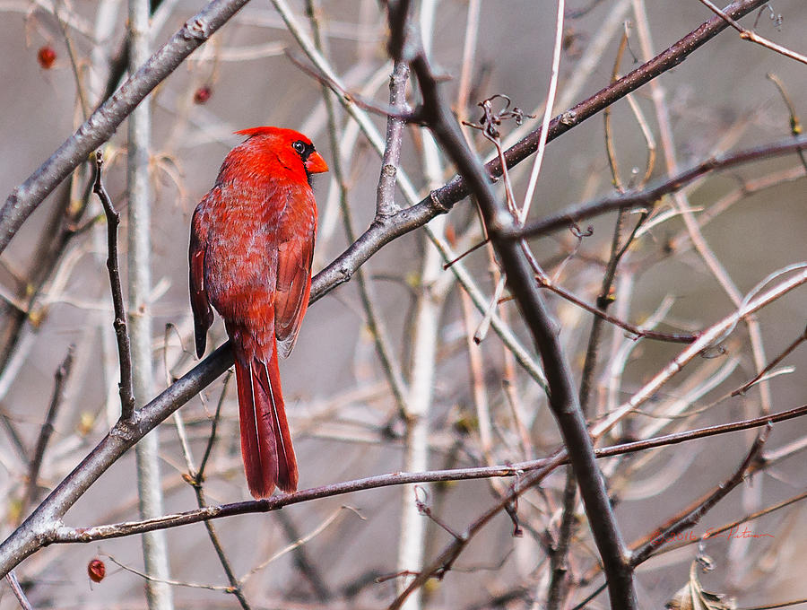 Northern Cardinal In The Sun Photograph by Ed Peterson