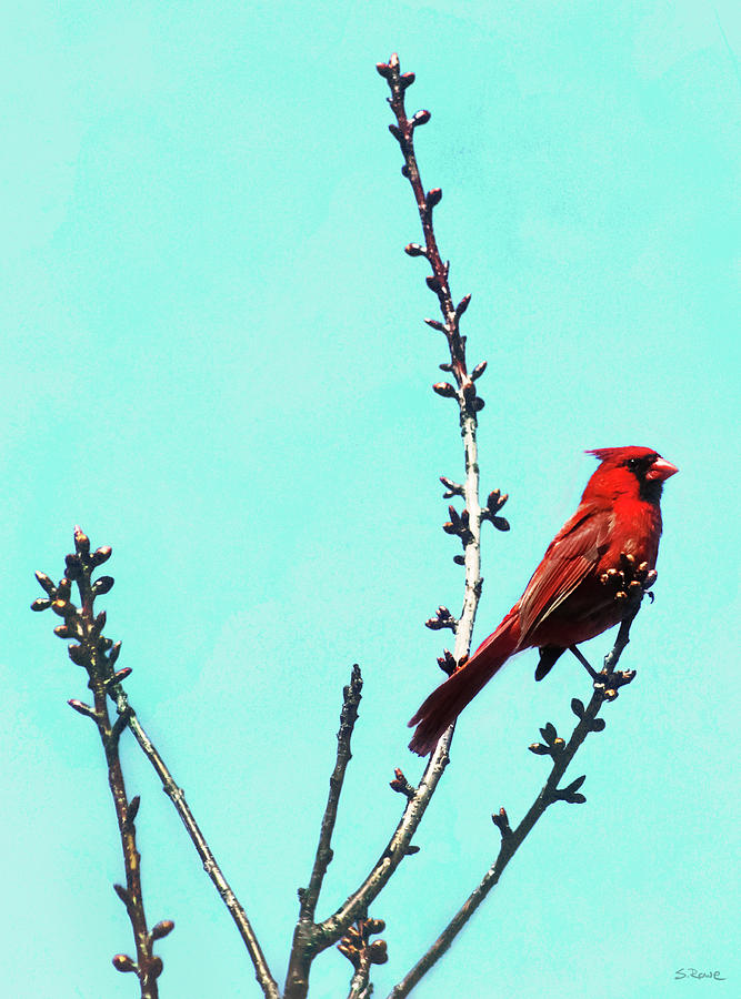 Northern Cardinal in Tree Photograph by Shawna Rowe