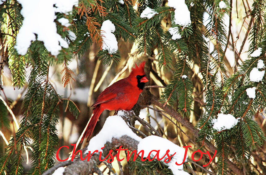 Northern Cardinal In Winter Christmas Joy Photograph by Debbie Oppermann