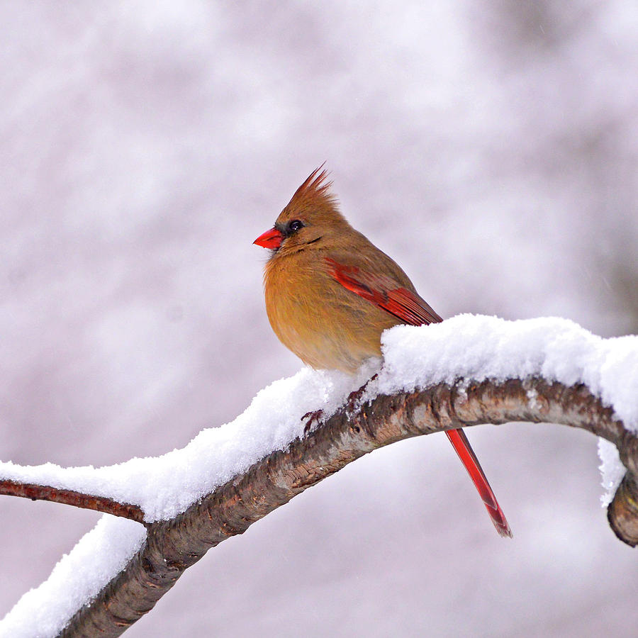 Northern Cardinal in Winter Photograph by Ken Stampfer