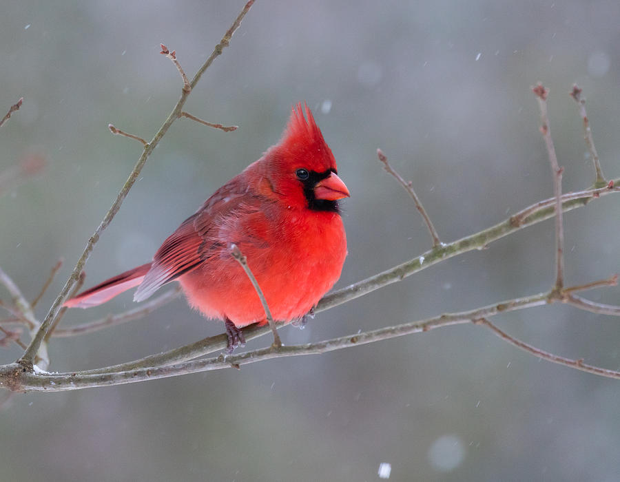 Cardinal Photograph - Northern Cardinal in Winter by Melinda Fawver