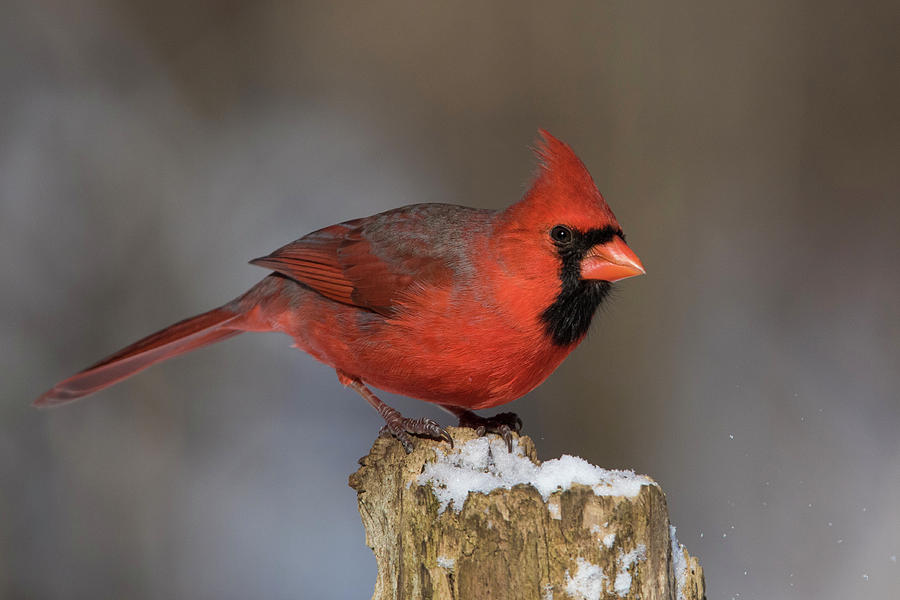 Northern Cardinal in winter Photograph by Mircea Costina Photography