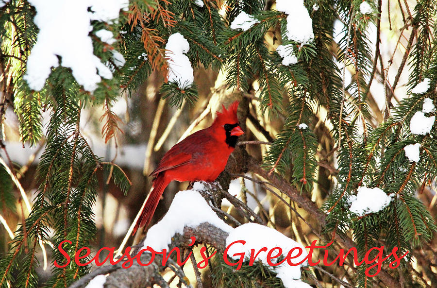 Northern Cardinal In Winter Seasons Greetings Photograph by Debbie Oppermann