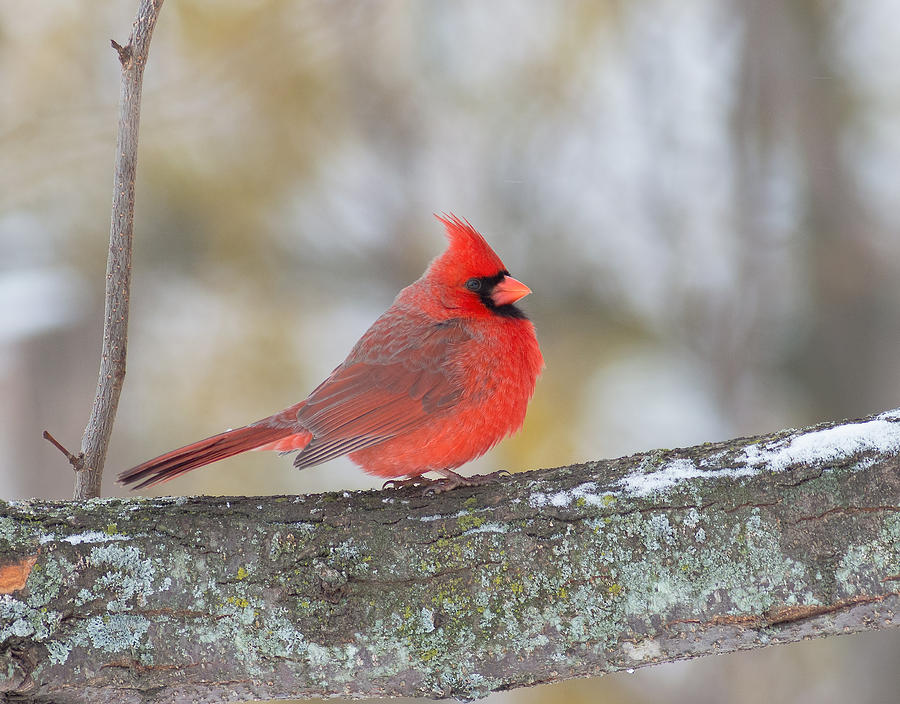 Northern Cardinal Photograph by Jim Zablotny