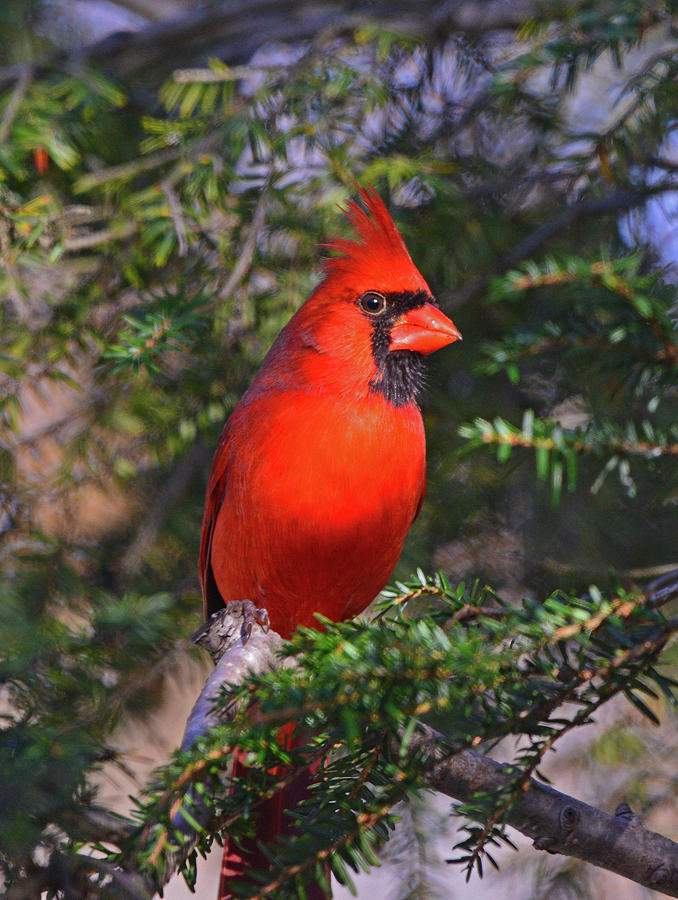 Northern Cardinal Photograph by Ken Stampfer