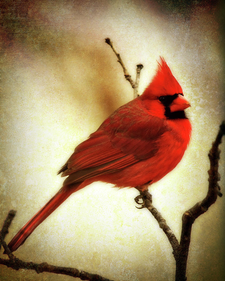 Northern Cardinal Photograph by Lana Trussell