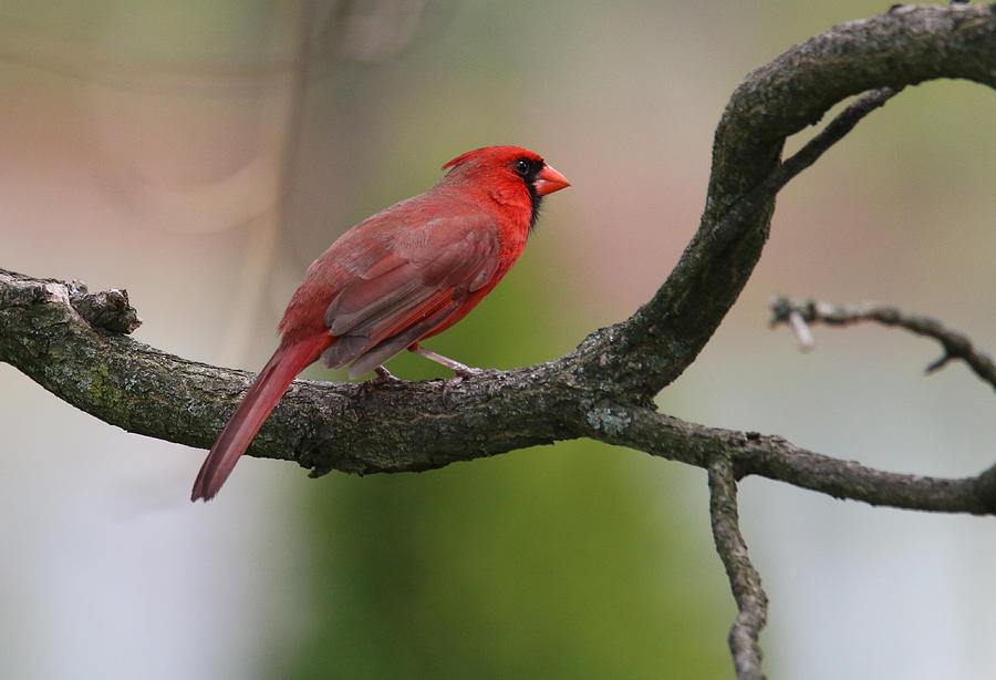 Northern Cardinal Photograph by Living Color Photography Lorraine Lynch