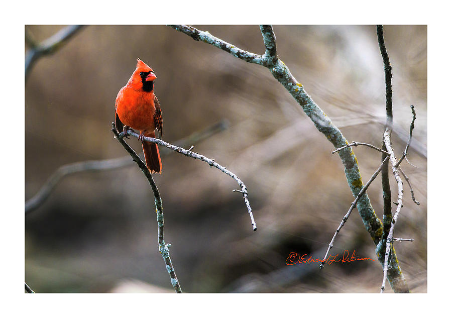 Northern Cardinal Looking Photograph by Ed Peterson