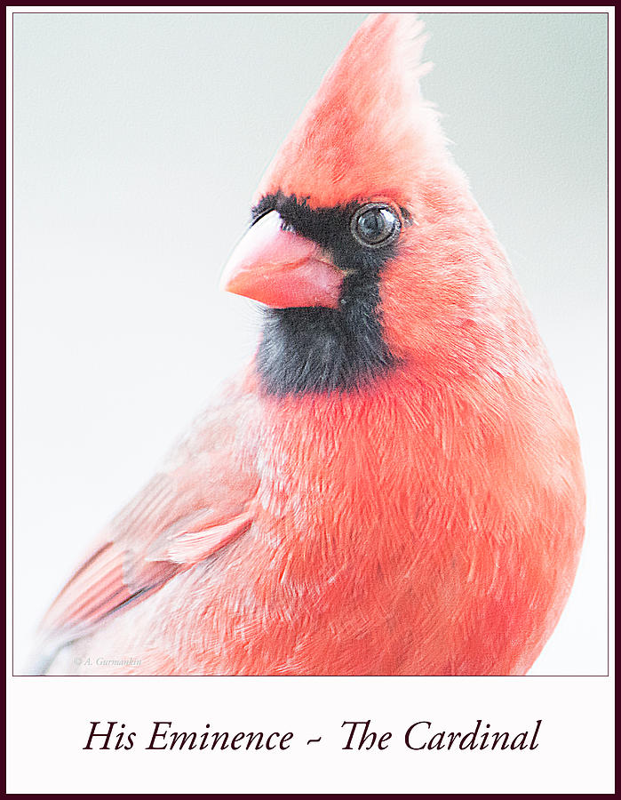 Northern Cardinal Male, Animal Portrait Photograph by A Macarthur Gurmankin