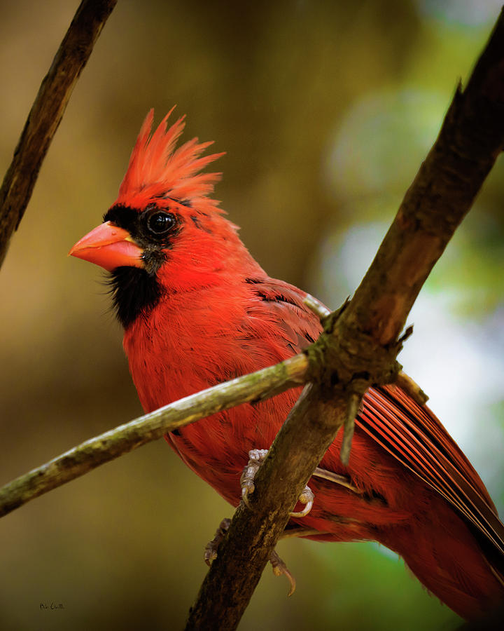Northern Cardinal  Male Photograph by Bob Orsillo