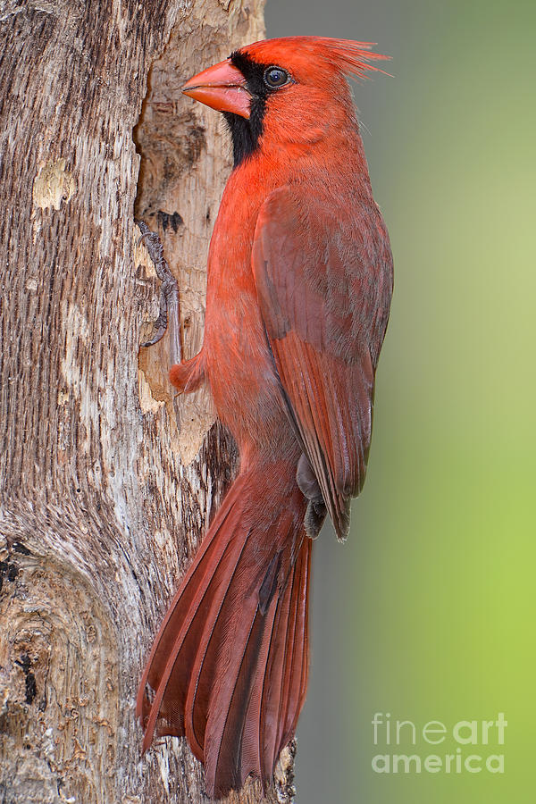 Northern Cardinal Male Photograph by Bonnie Barry