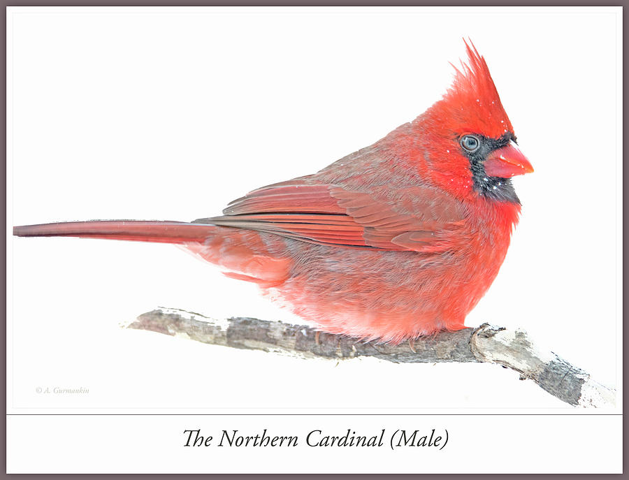 Northern Cardinal Male in Winter Photograph by A Macarthur Gurmankin