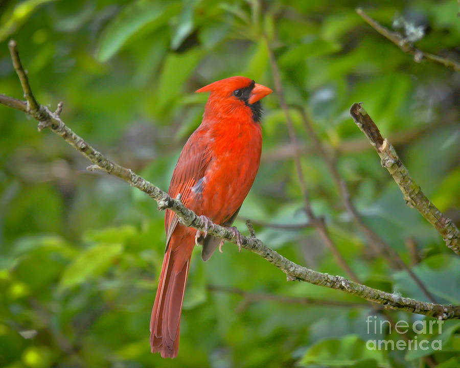 Northern Cardinal - Male Photograph by Kerri Farley