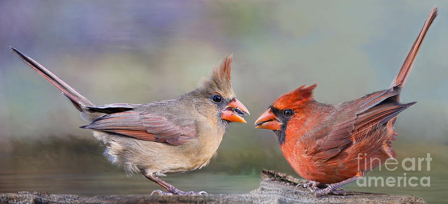 Bird Photograph - Northern Cardinal Mates for Life by Bonnie Barry