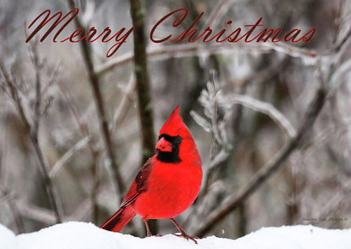 Northern Cardinal - Merry Christmas  Photograph by Sandra Huston