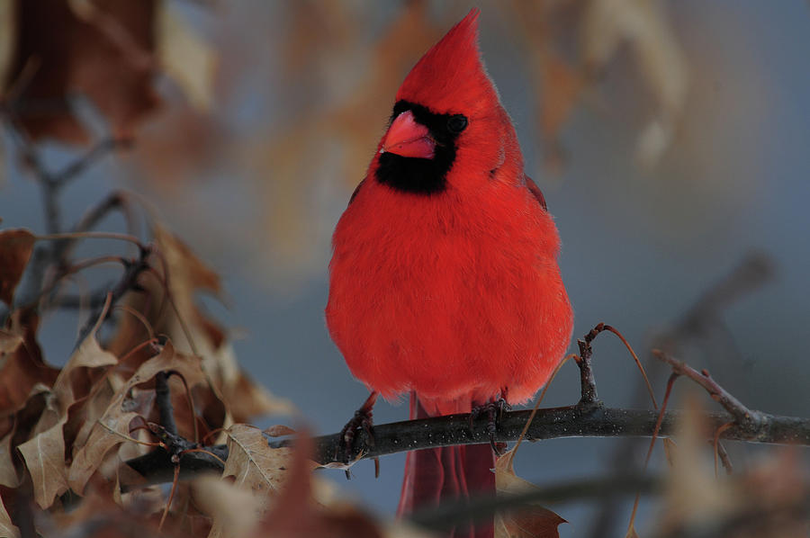 Northern Cardinal Photograph by Mike Martin