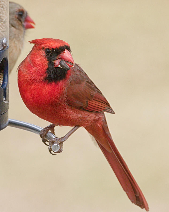 Northern Cardinal on a Date Photograph by Brian Caldwell