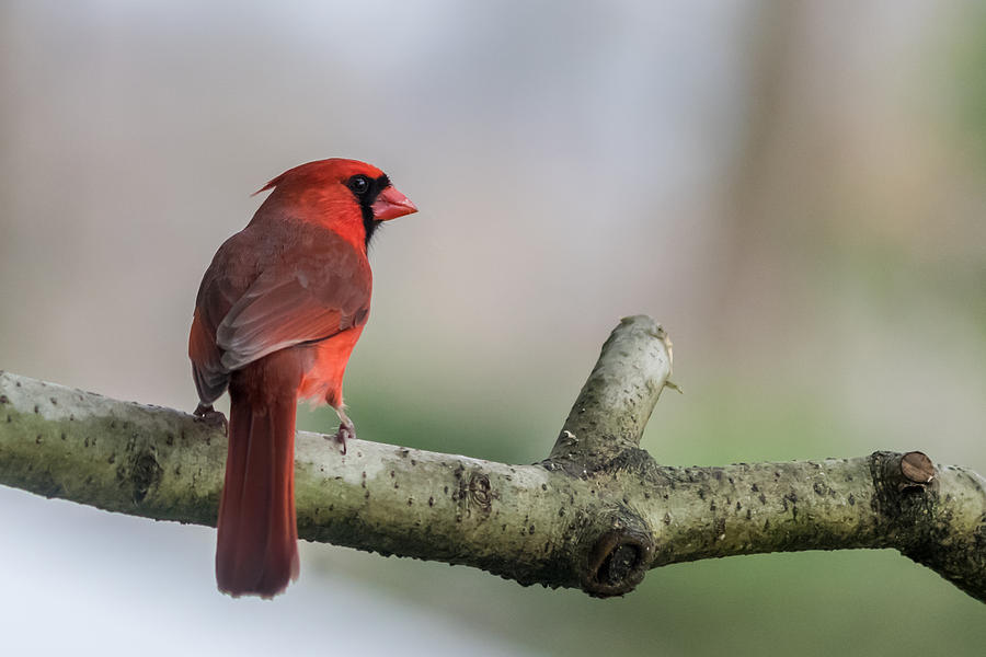 Northern Cardinal on Branch New Jersey Photograph by Terry DeLuco