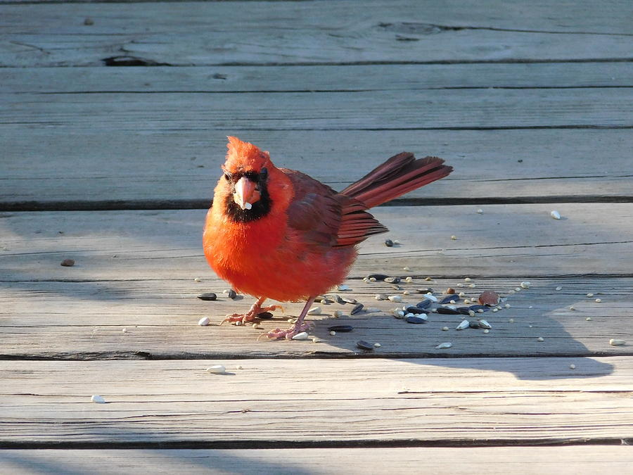 Northern Cardinal On Bridge Ohio Photograph