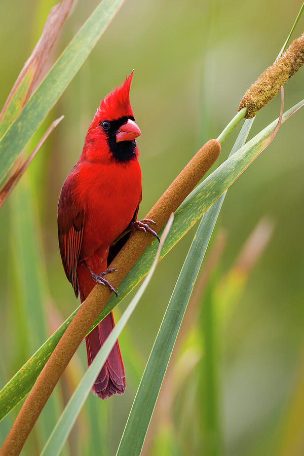 Northern Cardinal on Cattail Photograph by Dawn Currie