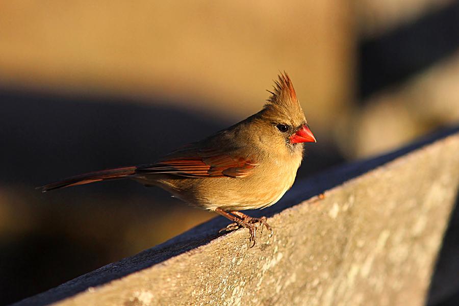 Cardinal Photograph - Northern Cardinal on fence by Linda Crockett