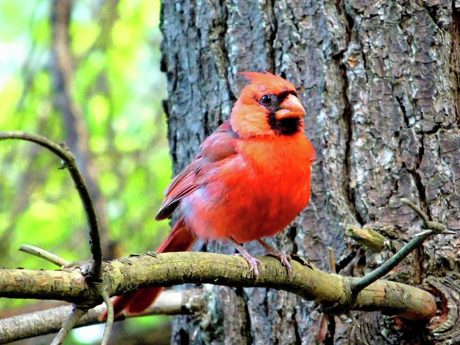 Northern Cardinal On Pine Branch Photograph