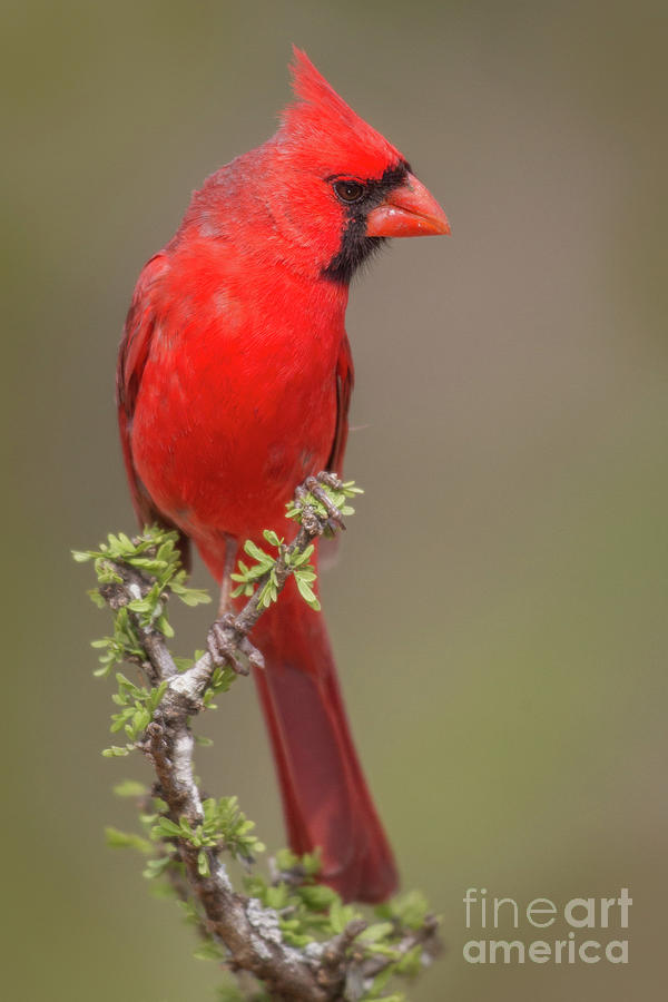 Northern Cardinal on Sprig Photograph by Jerry Fornarotto