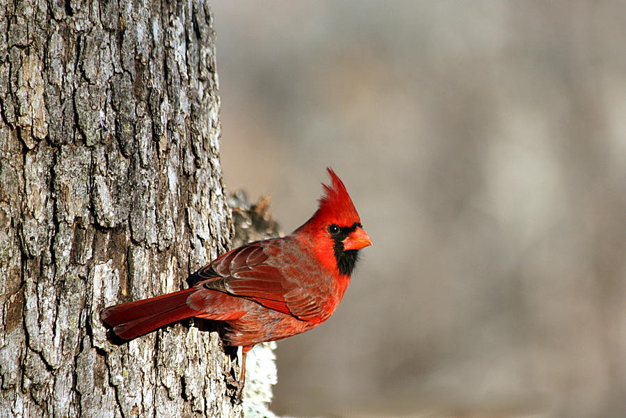 Northern Cardinal on Tree Photograph by Sheila Brown