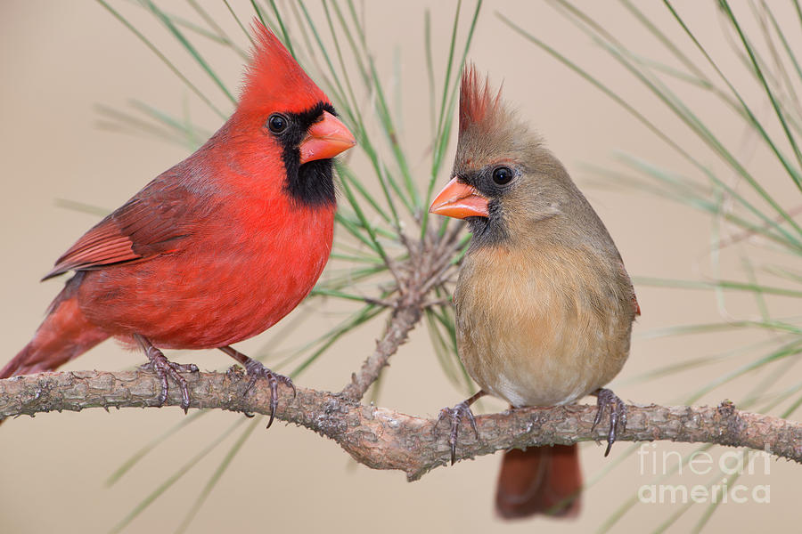 Northern Cardinal Pair in Pine Tree Photograph by Bonnie Barry