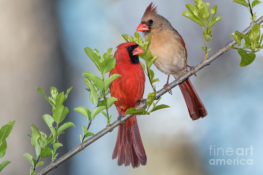 Northern Cardinal Pair in Spring Photograph by Bonnie Barry