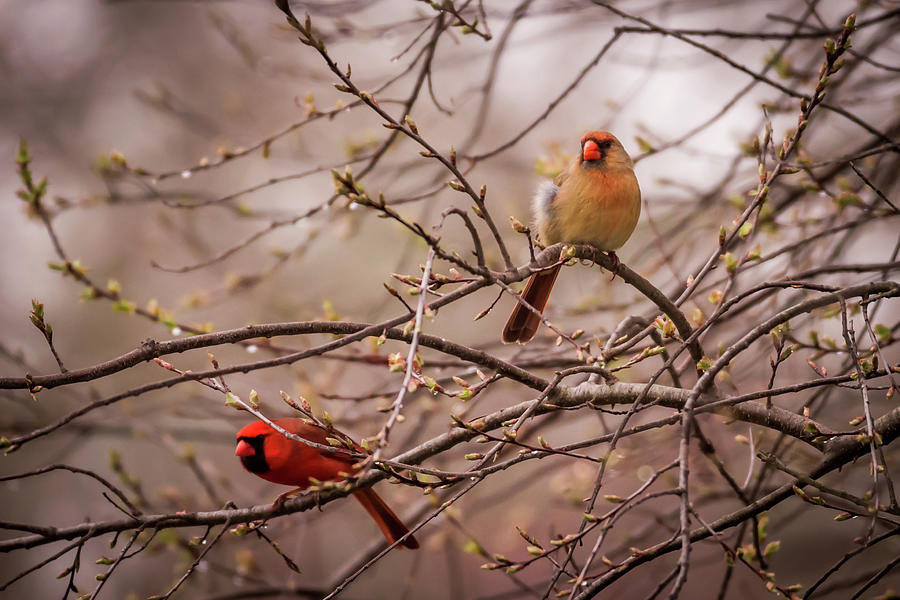 Northern Cardinal Pair In Spring Photograph