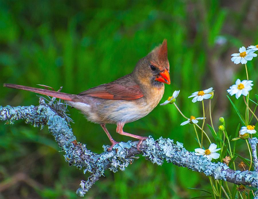 Northern Cardinal Photograph by Peggy Blackwell