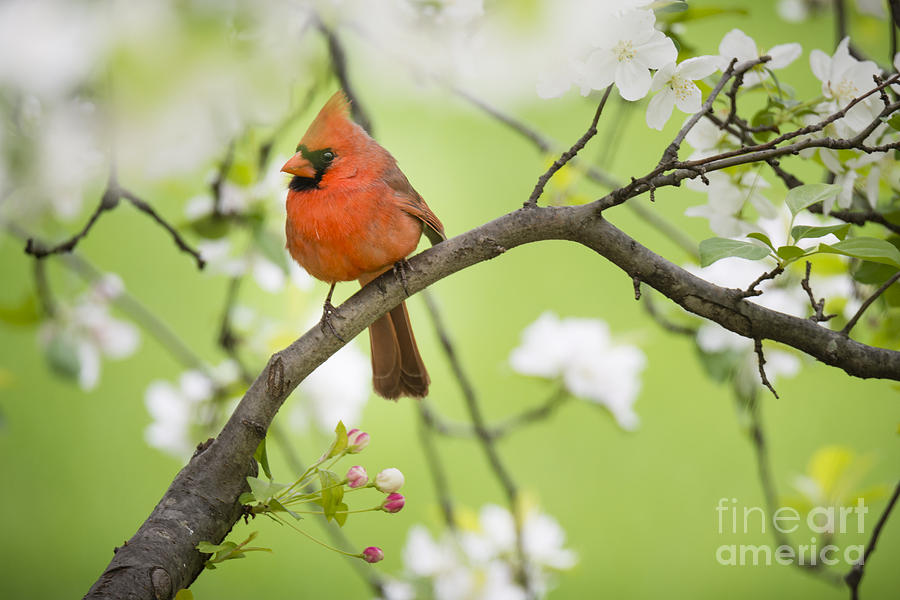 Northern Cardinal perched in springtime apple tree Photograph by Oscar Gutierrez