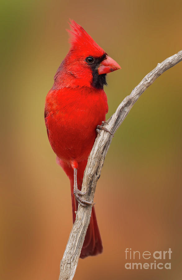 Northern Cardinal Perched Photograph by Jerry Fornarotto