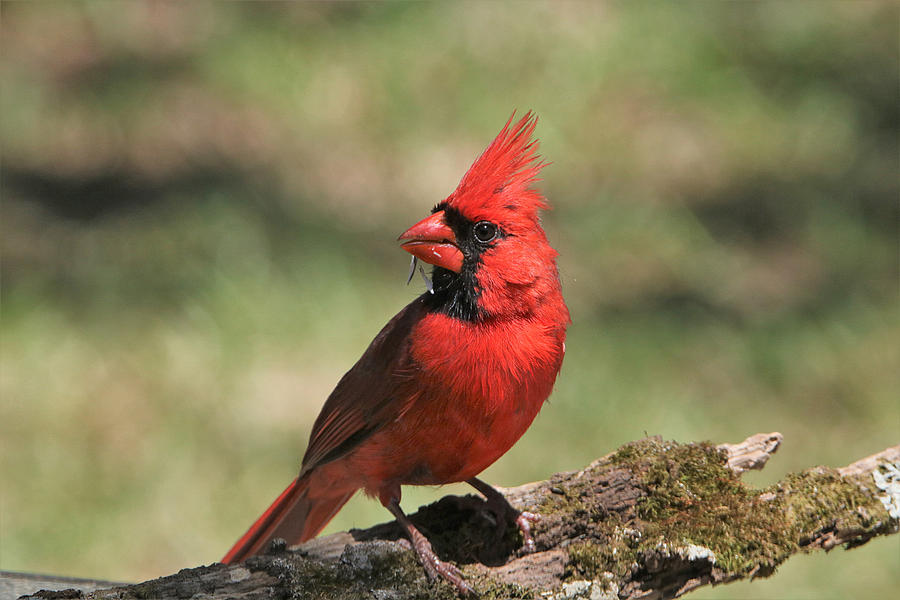 Northern Cardinal Portrait Photograph by Sheila Brown