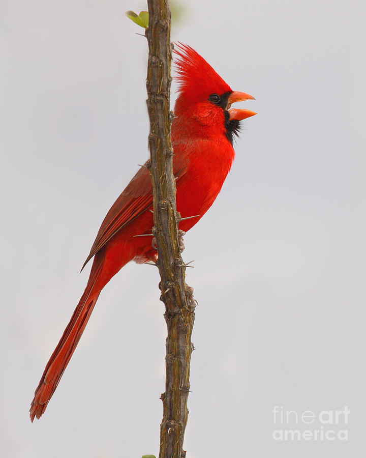 Cardinal Photograph - Northern Cardinal Proclaiming Spring Territory by Max Allen