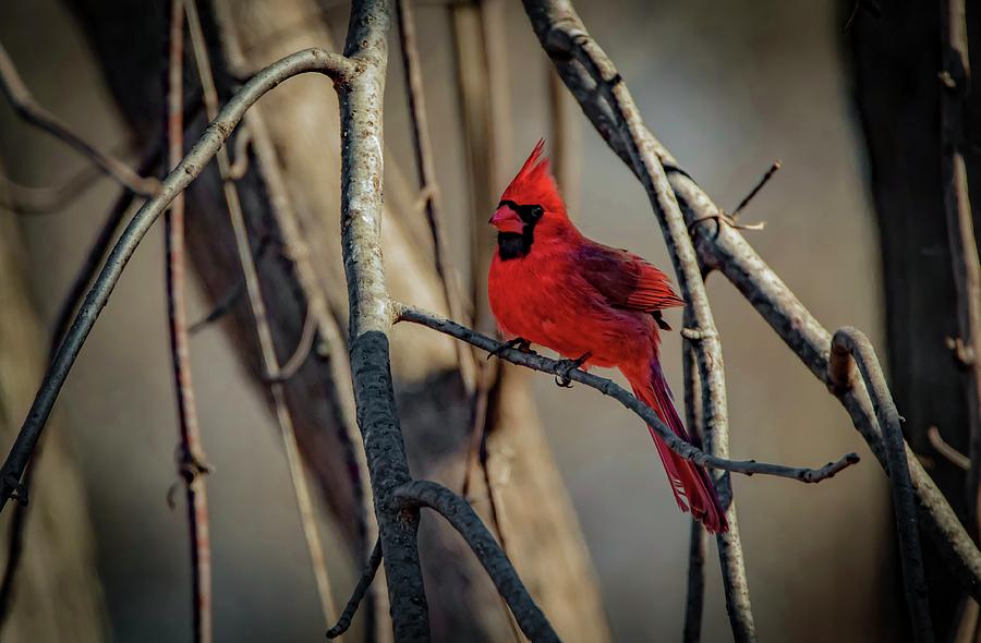 Northern Cardinal Photograph by Ray Congrove