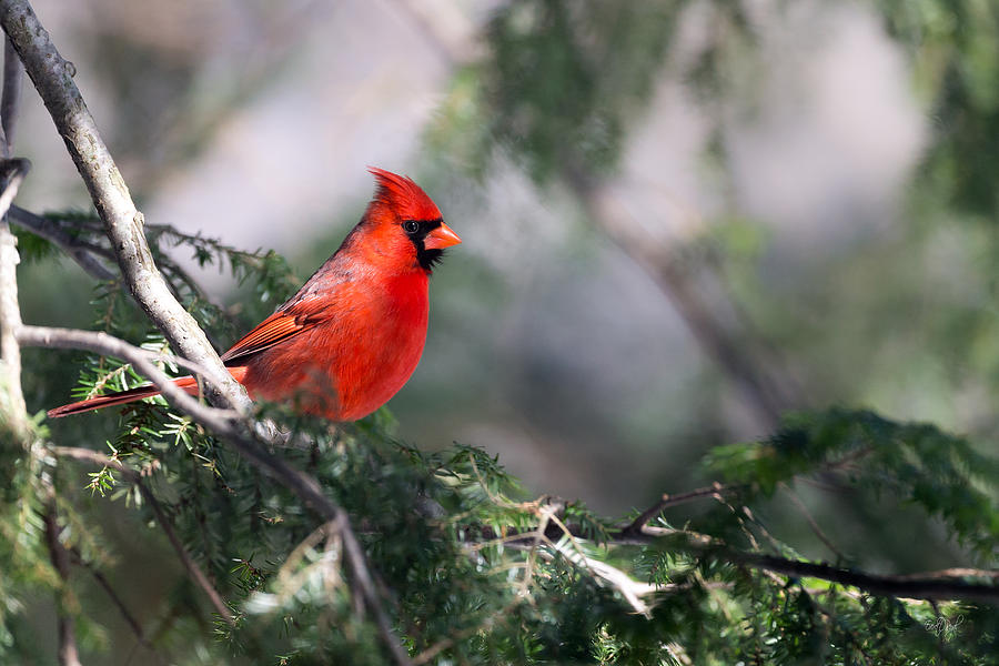 Northern Cardinal Red Photograph by Everet Regal